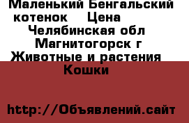 Маленький Бенгальский котенок  › Цена ­ 7 000 - Челябинская обл., Магнитогорск г. Животные и растения » Кошки   
